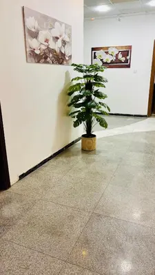 a plant sitting in a room with a wall at Al safa in Amman