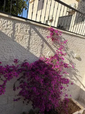 a bunch of purple flowers on the side of a wall at Warm 1BR in Dabouq in Amman