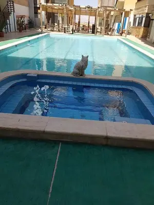 a cat sitting on the edge of a swimming pool at Swemeh hills resort in Sowayma