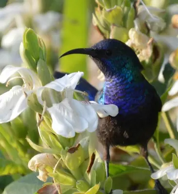a blue bird sitting on a white flower at Tafila-Mataan in Al Jafr