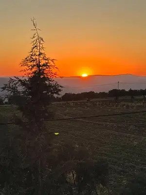 a tree in a field with the sunset in the background at Beit Philodemus 2 in Um Qeis