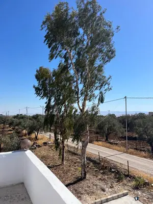 a tree on the side of a road at Beit Philodemus 2 in Um Qeis