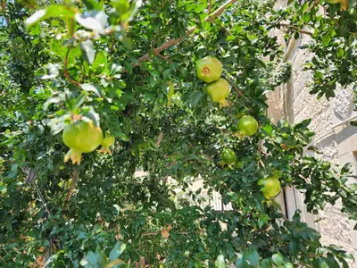 a bunch of green apples on a tree at Monani in Amman