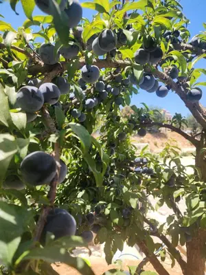 a tree with lots of fruit on it at Monani in Amman