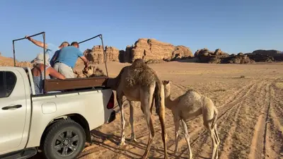 a group of people in the back of a truck with camels at Rotana Wadi Rum in Wadi Rum