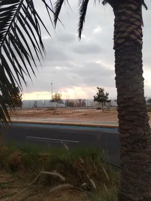 a palm tree on the side of a road at Aqaba in Aqaba