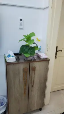 a plant sitting on top of a wooden cabinet at العقبة in Aqaba