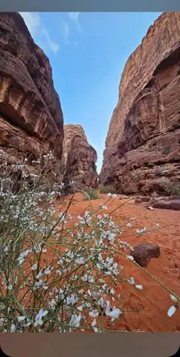 a field of flowers in a desert with rocks at Fahd Camp Wadi Rum in Wadi Rum