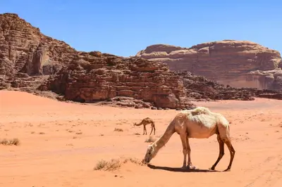 a camel and a camel eating grass in the desert at Suleman Camp in Wadi Rum