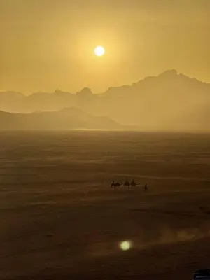 a group of horses running in the desert at sunset at Wadi rum naef camp in Wadi Rum