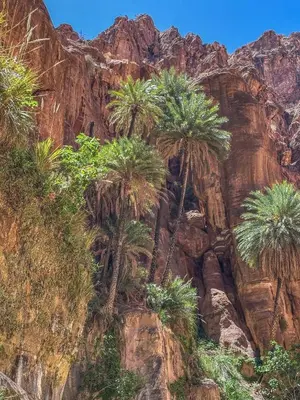 a group of palm trees on the side of a mountain at TOWER Hotel in Dana