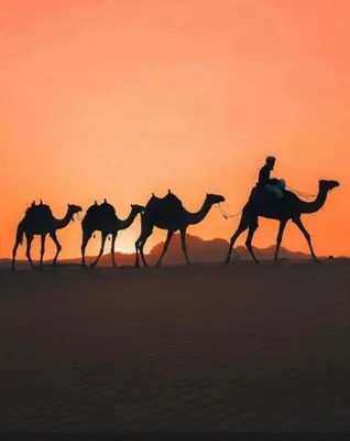 a group of camels in the desert at sunset at RUM ROYAL CLASSIC lUXURY CAMP in Disah