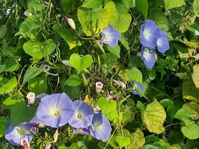 a group of blue flowers on a plant at استراحة الباشا albash farm stay in Al Karāmah