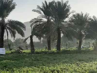 a group of palm trees in a field at استراحة الباشا albash farm stay in Al Karāmah