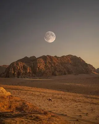 a wolf in the desert with a moon in the sky at mountains wadi rum in Disah