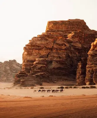 a group of animals walking on the beach near a cliff at Rum Laura luxury camp in Wadi Rum