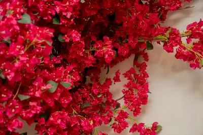 a bunch of red flowers on a white wall at Maria Suites 1 in Aqaba