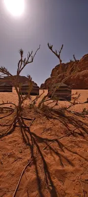 a shadow of a tree in the desert at Bedouin Horizons in Wadi Rum