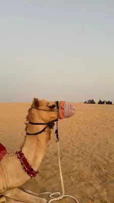 a camel on the beach with a bottle in its mouth at Camel Riding in Wadi Rum in Disah