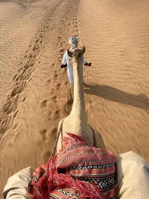a camel walking in the desert at الشاكرية in Disah