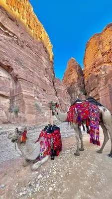 a camel standing in the desert near a cliff at Camel riding trip in Disah