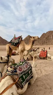 a group of camels sitting in the desert at Camel riding trip in Disah