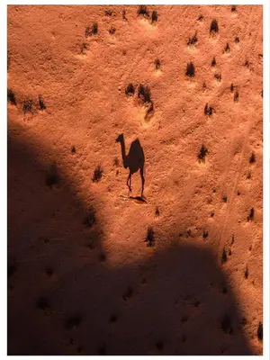 a camel standing in the middle of a dirt field at A luxurious experience under the stars of Wadi Rum in Wadi Rum