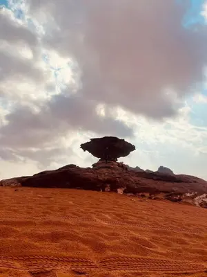 a tree on top of a hill in a field at Wadi rum Nader in Aqaba