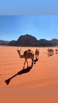 a group of camels walking in the desert at Wadi rum Nader in Aqaba