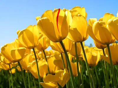 a group of yellow tulips in a field at Dair Ighbar Apartment