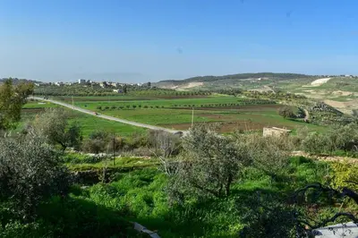 a view of a field with trees and a road at Um Al Namel Villa & Chalet