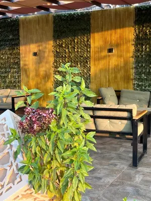 a plant in front of a wall with a couch at Imperial Rum Luxury Camp in Wadi Rum