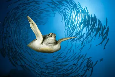 a sea turtle swimming in front of a school of fish at Bedouin Garden Village, hotel Dive in Aqaba