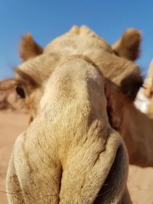 a close up of the nose of a camel at Jordan Tracks Bedouin Camp in Wadi Rum