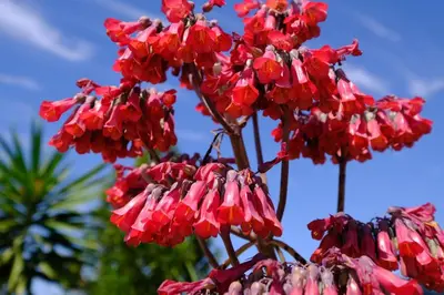 a group of red flowers in front of a blue sky at Darna Divers Village in Aqaba
