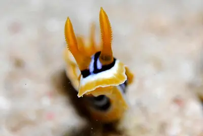 a close up of a seahorse with its tentacles at Aqaba Adventure Divers Resort & Dive Center in Aqaba