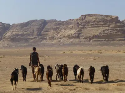 a man walking a herd of goats in the desert at MalakoRum in El Quweira