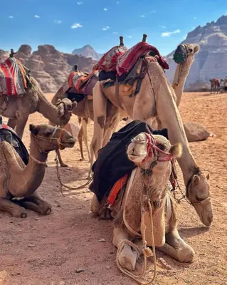 a group of camels sitting in the desert at Wadi Rum Bubble Camp in Wadi Rum