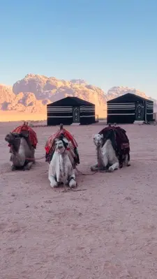 a group of animals sitting in the desert at Desert Tree camp&tours in Wadi Rum