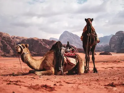 a camel standing next to a camel laying down in the desert at Wadi Rum Bright Moon in Wadi Rum