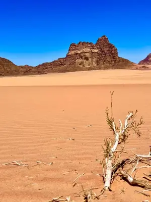 a tree in the desert with mountains in the background at domes wadi Rum in Wadi Rum