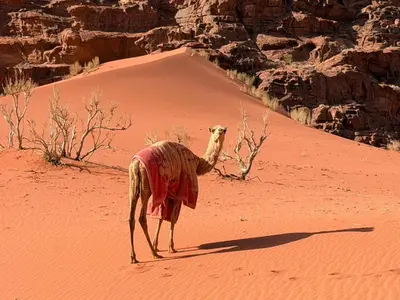 a camel standing in the sand in the desert at Wadi rum Silk Road camp in Wadi Rum