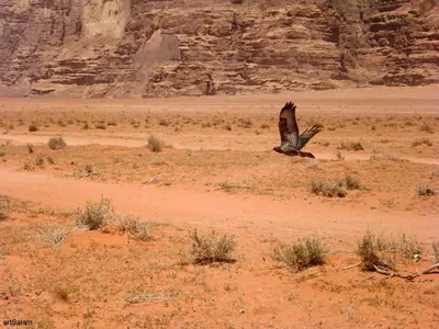 a bird flying over a desert field with a canyon at Sunrise camp in Wadi Rum