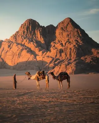 two camels standing in the desert with a mountain in the background at wadi rum bedouin stars camp in Wadi Rum