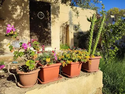 a group of potted plants sitting on a wall at Our Villa's Pine Cottage - HQ Budget Stay - Wonderful horizon view of Jerash in Jerash