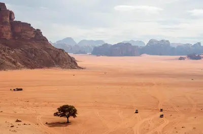 a tree in the middle of a desert with mountains at Wadi Rum Nights in Wadi Rum