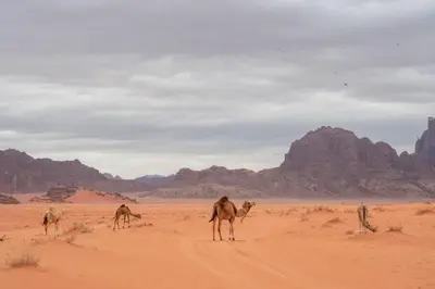 a group of camels walking through the desert at Wadi Rum Nights in Wadi Rum