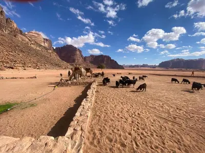 a herd of animals grazing in the desert at Abdullah desert trips in Wadi Rum
