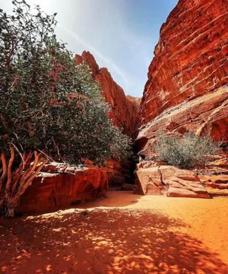 a canyon with red rocks and a tree in it at Abdullah desert trips in Wadi Rum