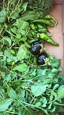 a pile of green vegetables on a table at The Precious Villa in Sowayma